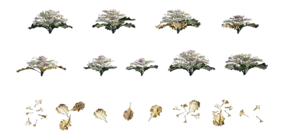 white ornamental kale 001 — Descargar