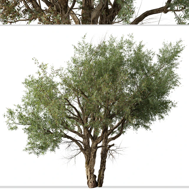 Set of Eucalyptus Camaldulensis Tree ( River Red Gum ) (2 Trees) — Скачать