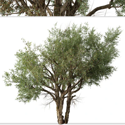 Set of Eucalyptus Camaldulensis Tree ( River Red Gum ) (2 Trees) — Вид 4