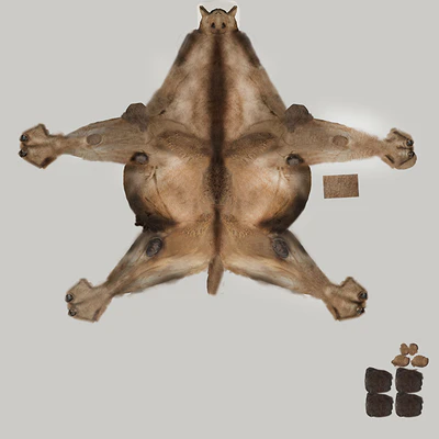 Camel — Ver 2