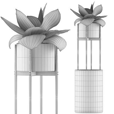 Plants Collection 85 Agave — Вид 4