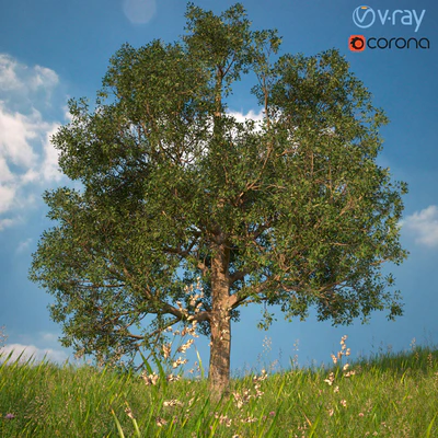 3D model of a tree No. 1 — Ver 2