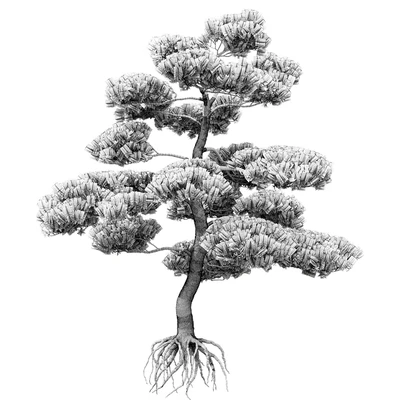 Bonsai — Ver 3