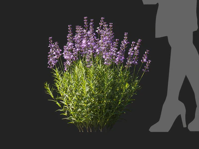 lavandula angustifolia 004 — Скачать