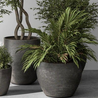 Outdoor Plant Set 393 - Plant Set in Concrete Pot — View 4