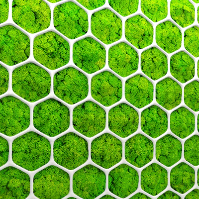 Stabilized moss, Panel, green wall, landscaping, phytowall, phytomodule — Ver 2