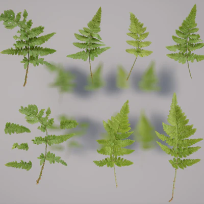 wood fern small — download