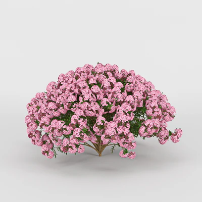 Azalea — Вид 2