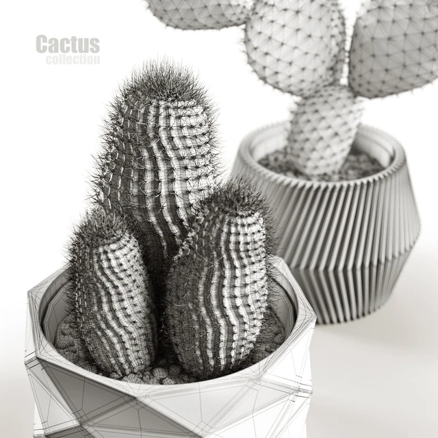 Cactus collection — Скачать