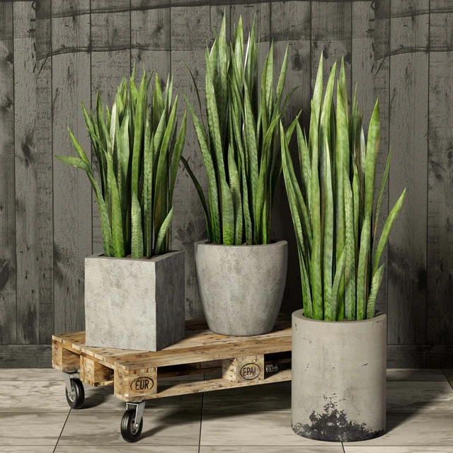 Sansevieria — Descargar