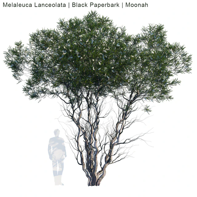 Melaleuca Lanceolata | Black Paperbark | Moonah # 1 — Descargar
