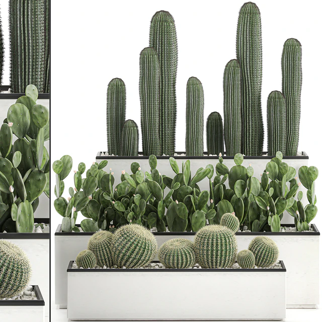 Collection of cacti in white pots Prickly pear, Barrel cactus, Echinocactus, desert plants, Garden, Prickly pear. Set 578. — Descargar
