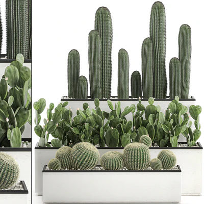 Collection of cacti in white pots Prickly pear, Barrel cactus, Echinocactus, desert plants, Garden, Prickly pear. Set 578. — Ver 1