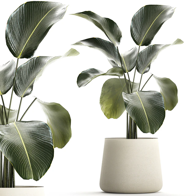 Exotic bush Calathea lutea in a pot, Strelitzia. Plants 1310 — Descargar