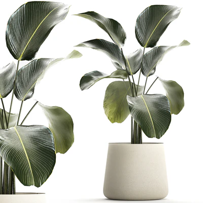 Exotic bush Calathea lutea in a pot, Strelitzia. Plants 1310 — Ver 1