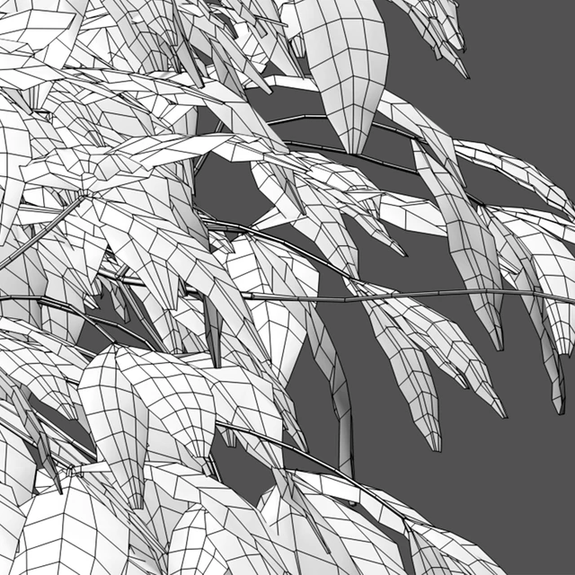 Nandina Domestica Pygmaea - Dwarf Sacred Bamboo — Descargar