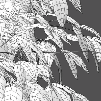 Nandina Domestica Pygmaea - Dwarf Sacred Bamboo — Ver 2