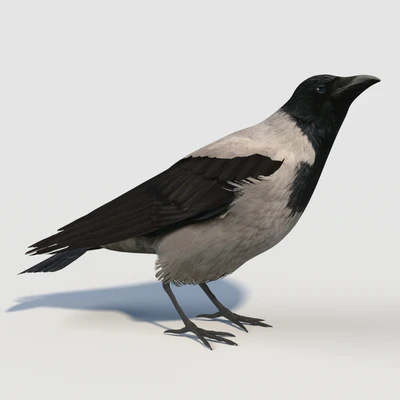 Hooded Crow (bird) — Вид 1
