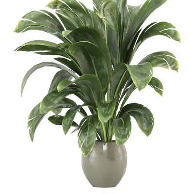 indoor Plants Collection - Set 586 — Ver 4