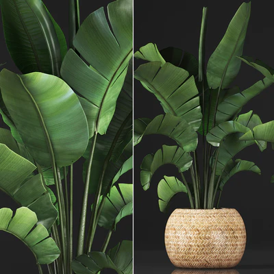 Plant collection 345. Banana palm. Basket, rattan, indoor banana, strelitzia, eco design, bush — Ver 2