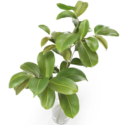 Magnolia Branch set 01 — Вид 5