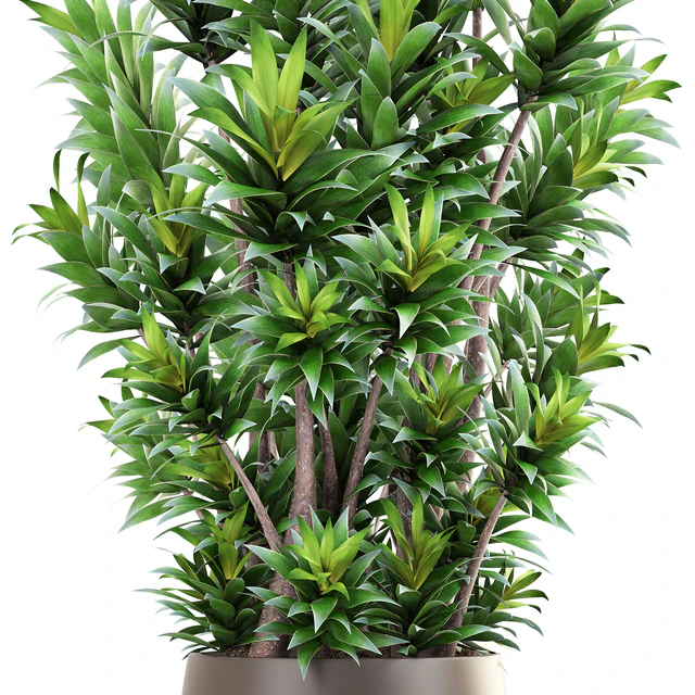 Dracaena 6, Драцена, горшок, вазон, куст, интерьерное растение, комнатное — Скачать