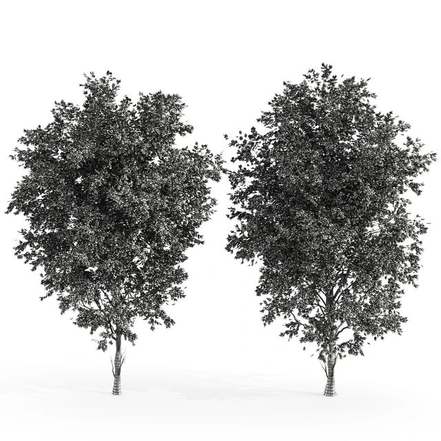 2 ashes tree — Descargar