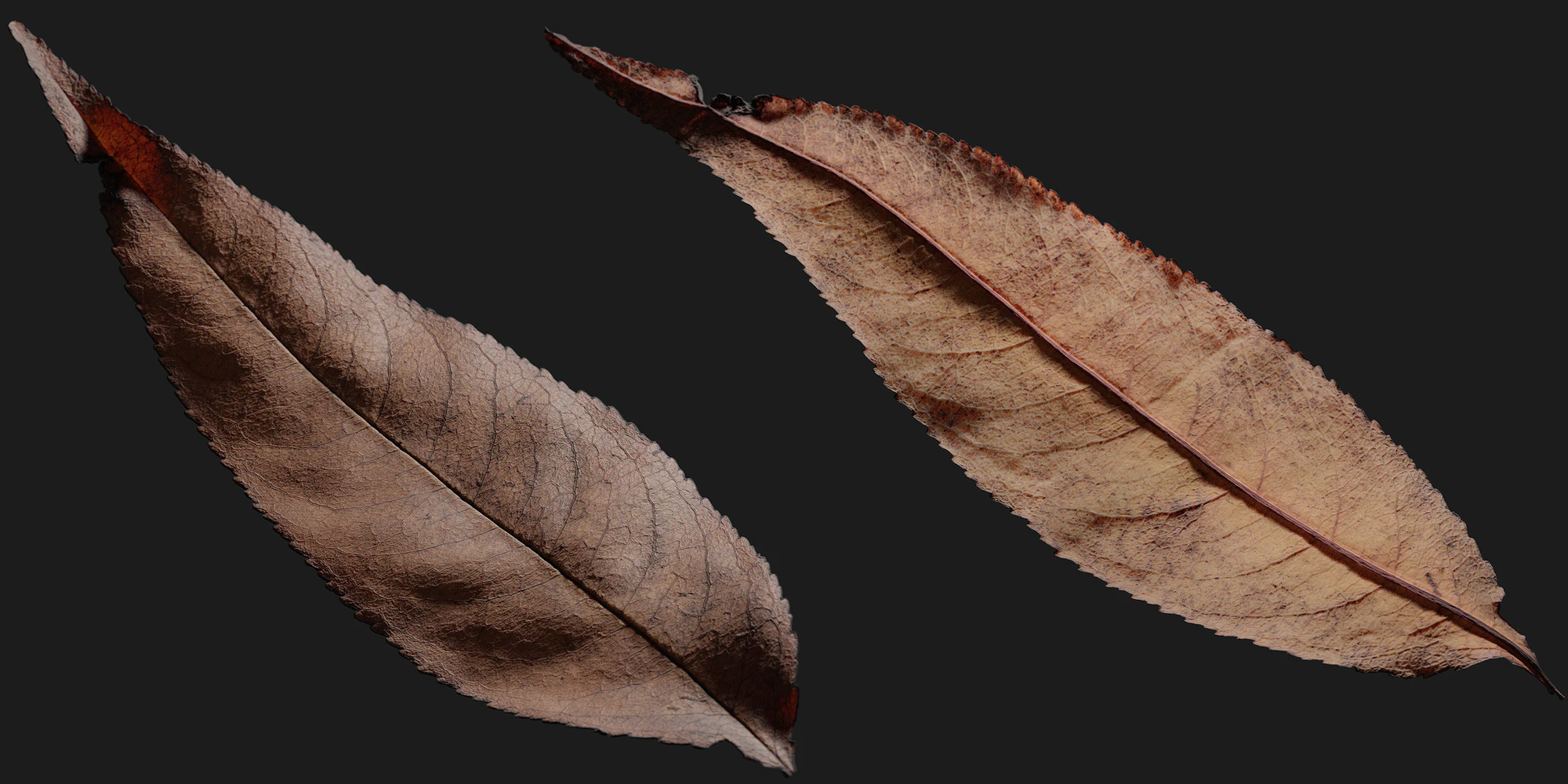 dead leaf 001 — Скачать