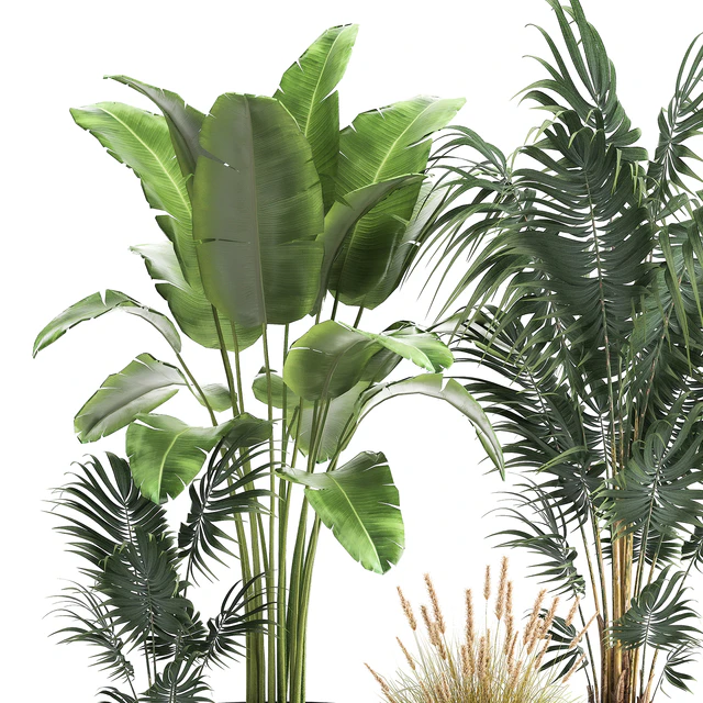 Decorative small Banana palm in a metal pot Strelitzia, Howea. Set 964. — Descargar