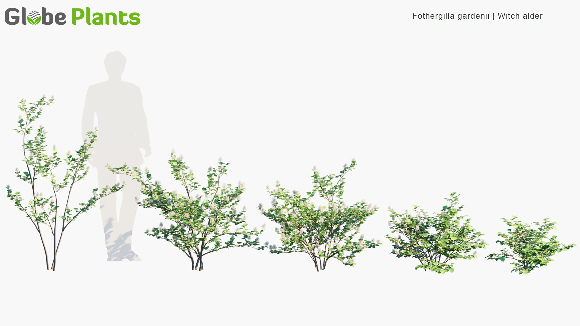 fothergilla gardenii — Скачать