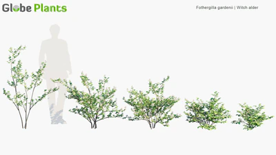 fothergilla gardenii — скачать