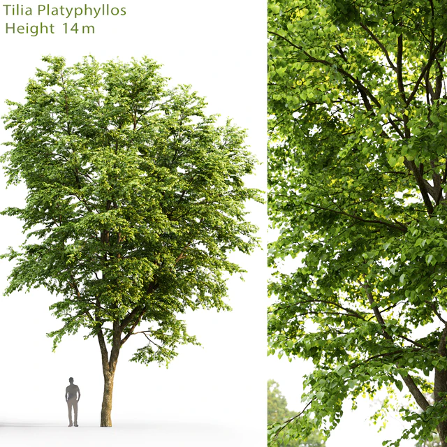 Tilia platyphyllos — Descargar