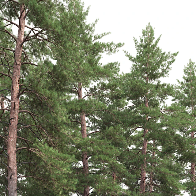 Pinus Sylvestris # 8 (19m) — Descargar