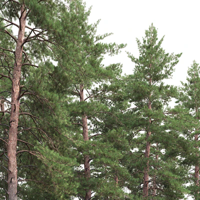 Pinus Sylvestris # 8 (19m) — Ver 3