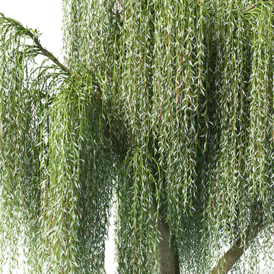 Willow — Ver 4