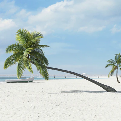 palm trees 037 — Descargar