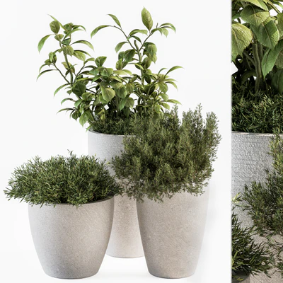indoor Plant Set 191 - Plant in pot — Ver 1