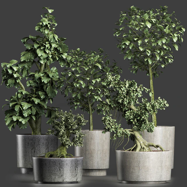 Plants Collection 199 Sageretia Theezans — Скачать