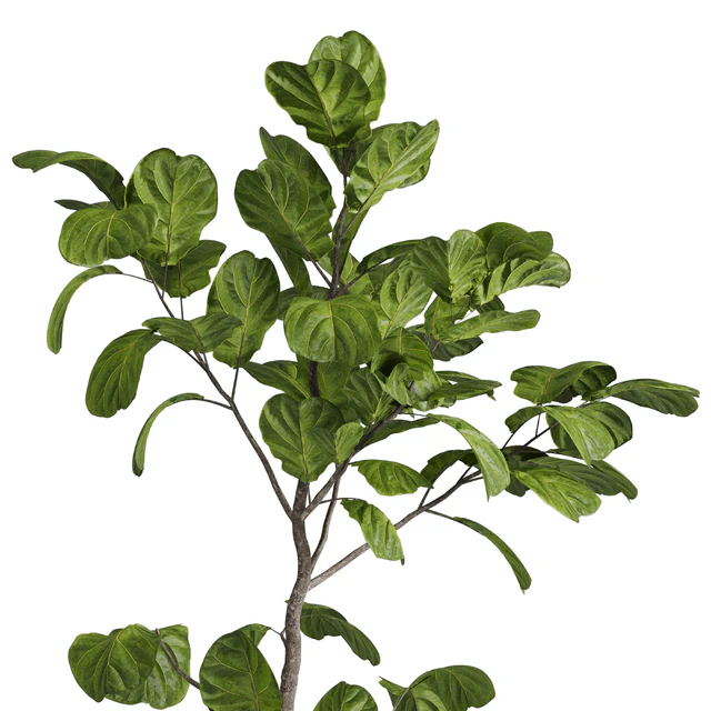 Ficus lyrata plant - indoor plant set 437 — Скачать