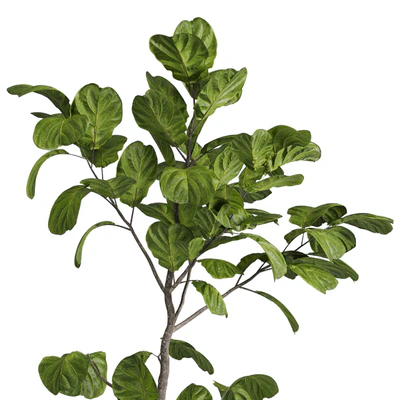 Ficus lyrata plant - indoor plant set 437 — Вид 3