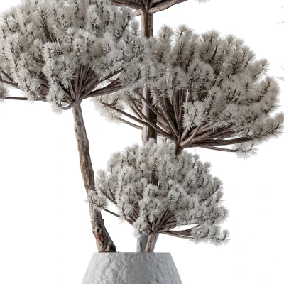 Dry plants 22 - Big Pampas asteroid Pot — Вид 2