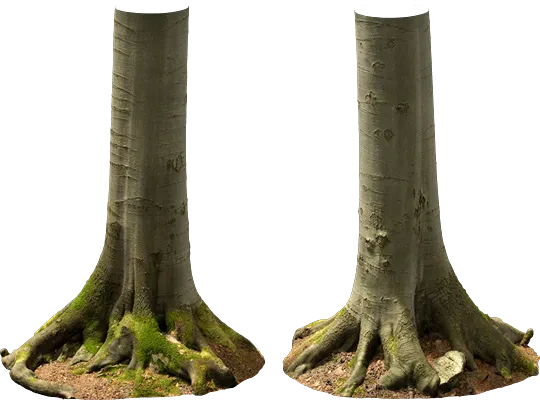 beech tree trunk 008 — Descargar