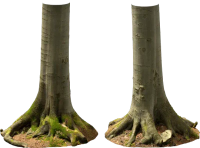 beech tree trunk 008 — Descargar