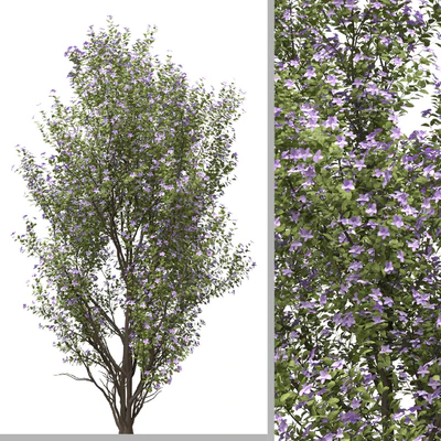 Set of Tibouchina Semidecandra Plant ( Princess flower ) ( 3 Plants ) — Ver 4