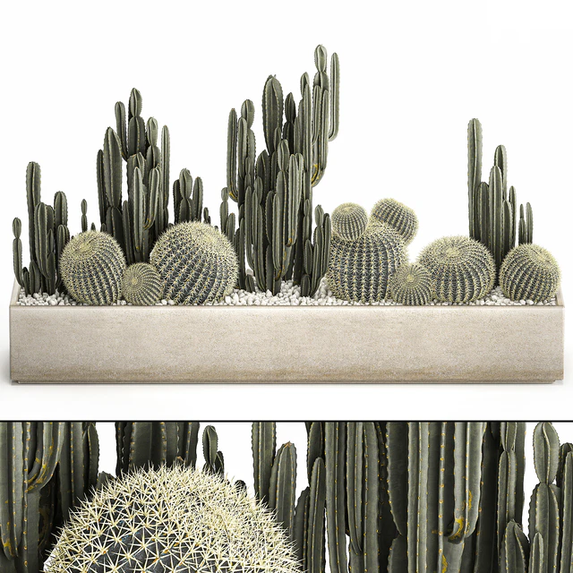 Collection of desert plants in a vase of cacti, cereus and echinocactus, barrel cactus. Set 1097. — Descargar