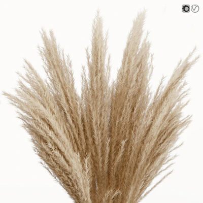 Big dried flower pampas grass in glass vase 5 — Вид 2