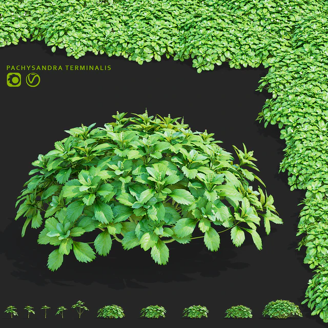 Пахизандра верхушечная кусты | Pachysandra terminalis — Скачать