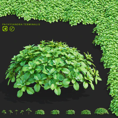 Пахизандра верхушечная кусты | Pachysandra terminalis — Вид 1