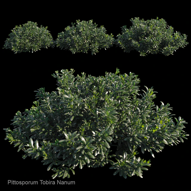 Pittosporum tobira nanum — Descargar