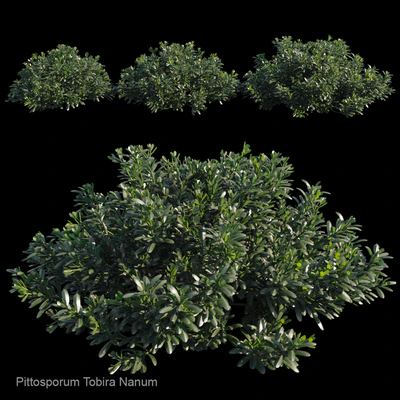 Pittosporum tobira nanum — Descargar